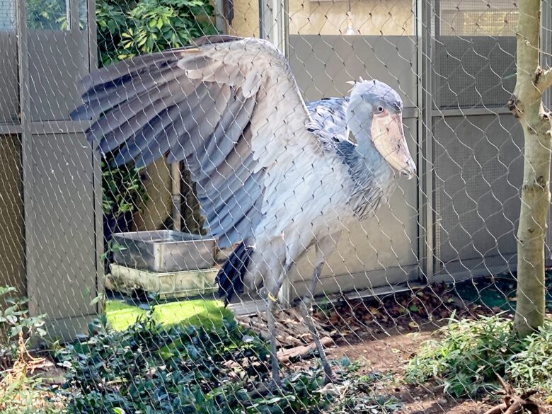 ハシビロコウが翼を広げる