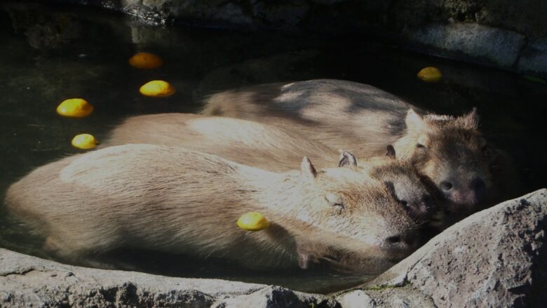 カピバラ